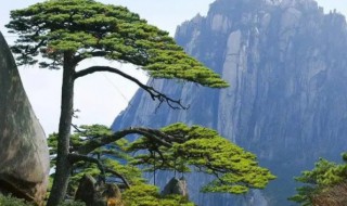 为什么说松树是长寿的象征 最长寿的松树是什么松