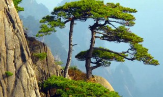 黄山松的松树为什么长在石头上 黄山上的松树为什么会在岩石上生长?