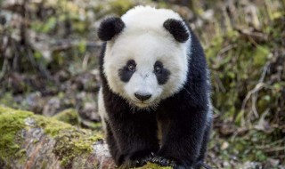 为什么熊猫吃竹子（为什么熊猫吃竹子不怕划到嘴巴?）