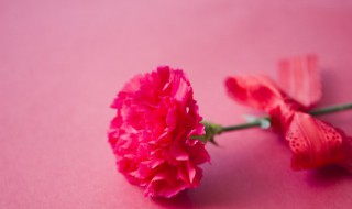 不同颜色康乃馨花语是什么 不同颜色康乃馨的花语