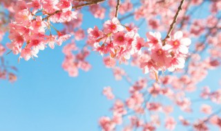 樱花的象征意义是什么 樱花的寓意及象征
