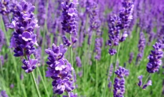 紫色薰衣草的花语是什么 紫色薰衣草花语象征与寓意