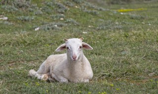 羊象征的意义是什么意思 羊的寓意和象征意义