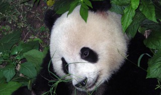 为什么大熊猫被称为国宝 为什么大熊猫被称为国宝作文