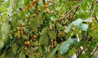 黑枣属于什么科植物 黑枣树属于什么科