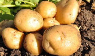 土豆在水里怎么养 土豆可以在水里生长吗