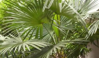 棕榈树怎么养 棕榈树怎么养活