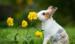 春天养兔的注意事项（养兔养兔子的注意事项）