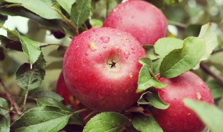 苹果常温能放多久 苹果常温可以放多长时间