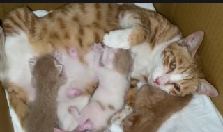 刚出生的猫咪怎么喂养 刚出生的猫咪怎么喂养如果没有羊奶粉怎么办