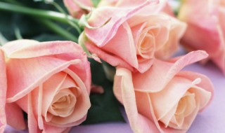 玫瑰花种植方法和时间 玫瑰花移栽时间和方法