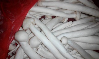鸡腿菇的种植方法（鸡腿菇如何种植）