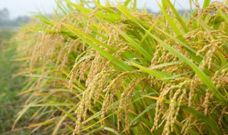 水稻的原产地在哪里 水稻的原产地是哪里