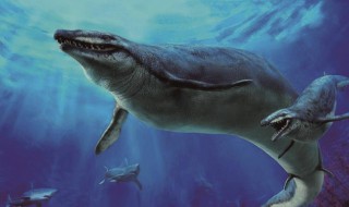 古代对鲸鱼的雅称 古代对鲸鱼的称呼