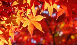 红枫树的叶子枯萎了怎么救治 红枫叶子枯萎原因以及处理办法