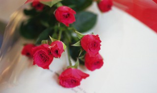 送玫瑰花送几朵分别代表什么含义（送玫瑰花送几朵分别代表什么含义的花语）