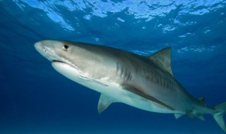 世界上最危险的鲨鱼是哪一种（世界上哪种鲨鱼最可怕）
