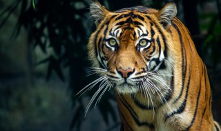 世界上体型最大的老虎是哪一种（世界上体型最大的老虎是哪一种虎）