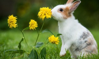 兔子交配一次多少时间 兔子交配一次多少时间能成功