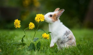 兔子多长时间下一窝 兔子多长时间下一窝小兔