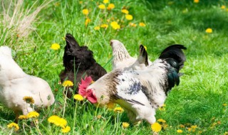 春季蛋鸡养殖注意哪些事项（秋季蛋鸡养殖需要注意哪些问题）