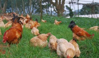 在农村养殖土鸡需要注意哪些事项（养殖土鸡需要注意什么）