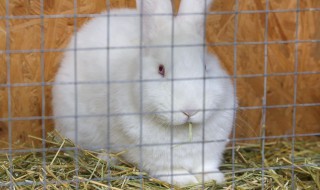 长毛兔养殖需要注意什么 长毛兔养殖方法