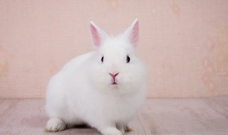兔子需要多长时间洗一次澡 兔子多久可以洗一次澡