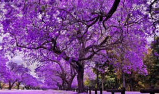 树上开紫色花的是什么树啊（树开的紫色的花）