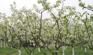 梨树如何进行水分管理 梨树的肥水管理