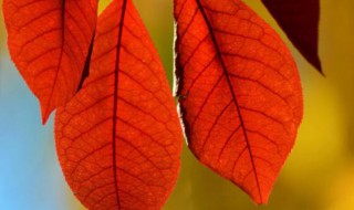 秋天有哪几种树叶 秋天有哪几种树叶红色