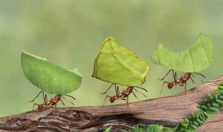 白蚁和蚂蚁的区别 白蚁和蚂蚁的区别有哪些