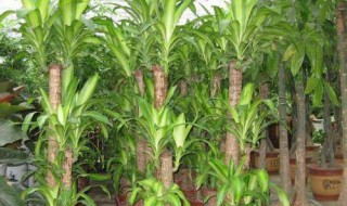 室内适宜种植的大型绿色植物 适合室外种植的常绿植物