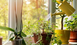 植物在室内可以进行光合作用吗 植物在室内可以进行光合作用吗对吗