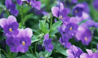 紫罗兰的习性是什么 紫罗兰的特征是什么
