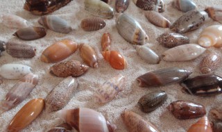 贝壳螺丝的硬壳属于什么垃圾 硬贝壳属于哪类垃圾