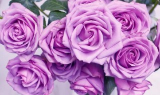 紫色玫瑰花叫什么名字 淡紫色玫瑰花叫什么