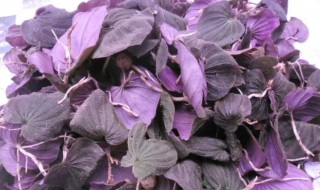 紫色叶子的菜叫什么名字 紫色叶子的菜叫什么名字,怎么做