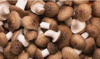 湿香菇怎么储存放的时间长 湿香菇可以存放多久