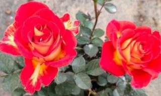 如何区分干的玫瑰花和月季花（怎样区分干的玫瑰花和月季花）