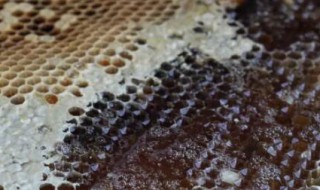 蜂蜜是从蜜蜂哪里排出来的 蜜蜂排出来的是什么
