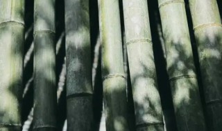 竹子发霉怎么处理黑斑 竹子发霉黑斑用什么去除