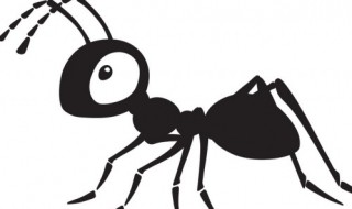 蚂蚁的习性是什么