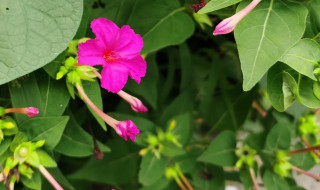 紫茉莉有什么种植方法 紫花茉莉怎么种