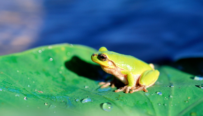 青蛙上天的故事告诉我们什么道理