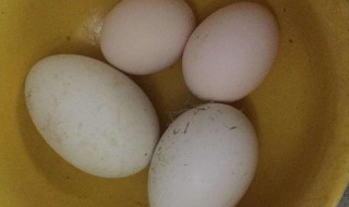 怎么煮鹅蛋 怎么煮鹅蛋壳比较硬