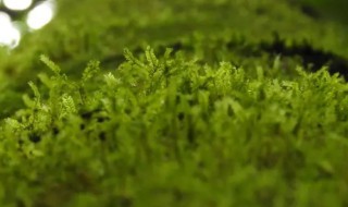 苔藓是植物吗 苔藓是苔藓植物吗