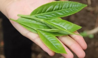 茶树叶子卷起怎么办 茶树叶子卷起是什么原因