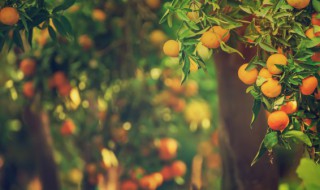 金橘盆栽怎么养 金桔树盆栽怎么养殖