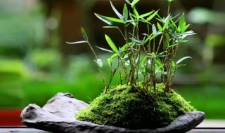 竹子盆栽怎么养 竹子盆栽怎么养才能更旺盛